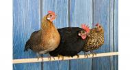 La poule, un animal de compagnie qui s'invite en ville