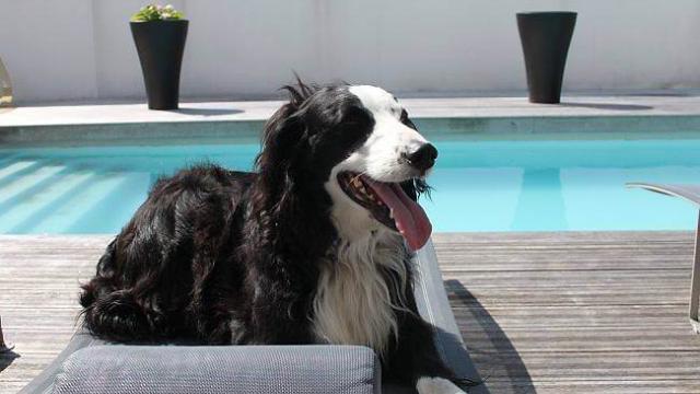 Bien choisir une pension pour son chien   