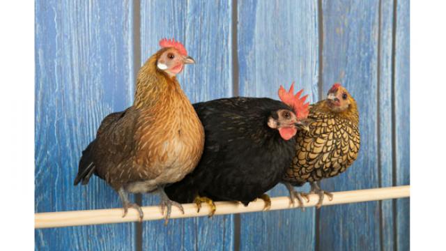 La poule, un animal de compagnie qui s'invite en ville