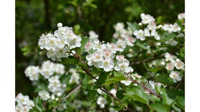 Quelle haie pour mon jardin ?