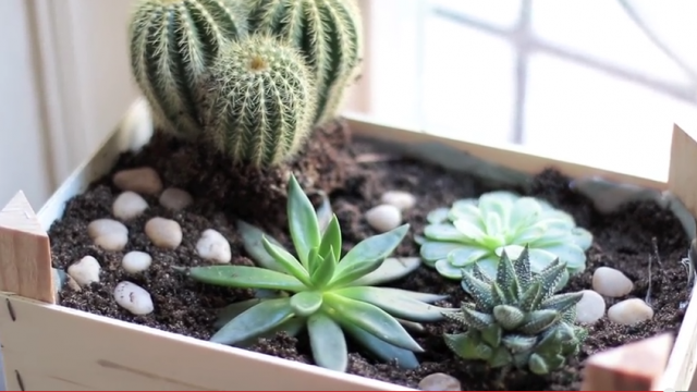 Tuto vidéo : Fabriquer son jardin d'appartement