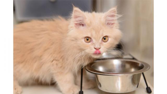 Pâtée ou croquettes ? Quels aliments choisir pour mon chat ?